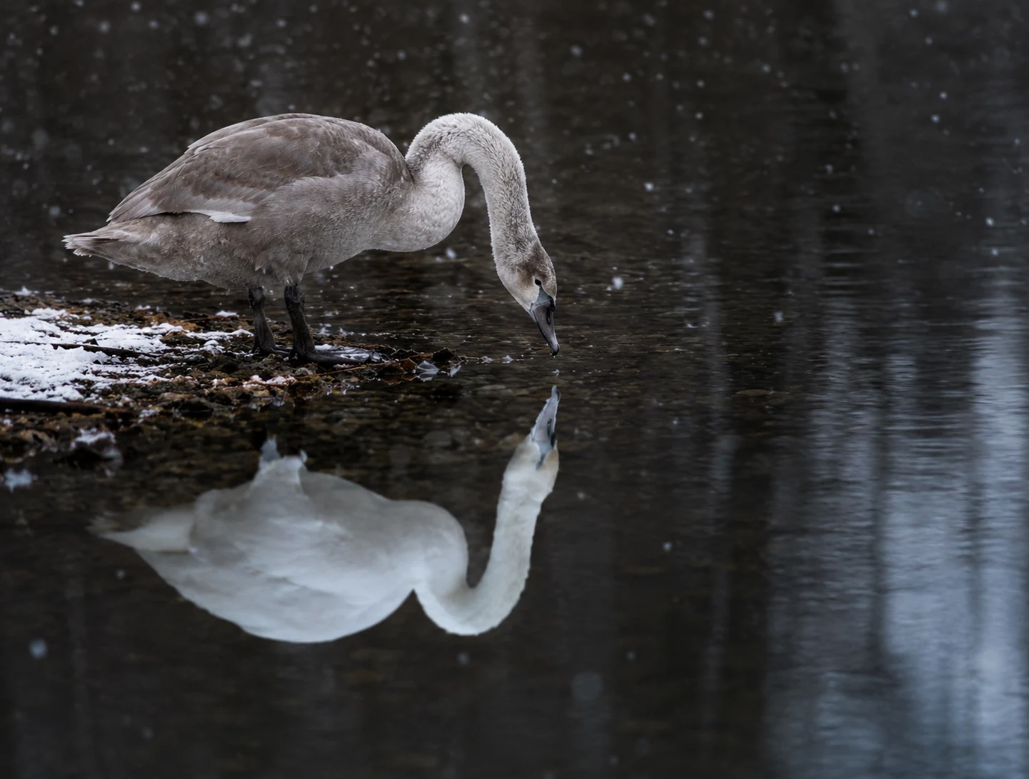 Cisne branco refletido na água